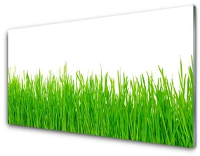 Panel Szklany Trawa Roślina Natura