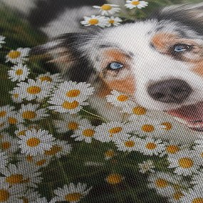 Obraz - Owczarek australijski (170x50 cm)