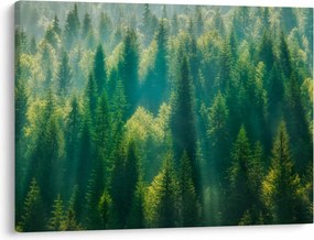 Obraz - Las sosnowy (70x50 cm)