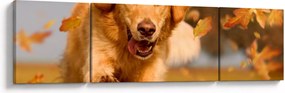 Obraz - Golden Retriever (170x50 cm)