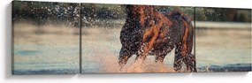 Obraz - Biegnący koń (170x50 cm)