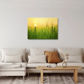Obraz na szkle pola ze zbożem (70x50 cm)