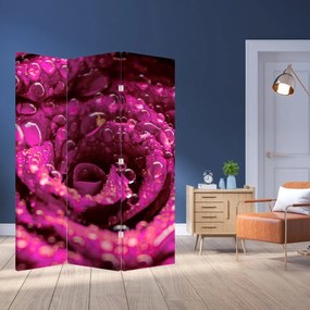 Parawan - Różowy kwiat róży (126x170 cm)