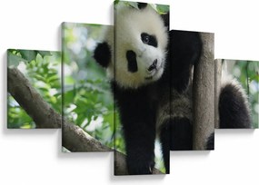 Obraz - Panda na drzewie (125x70 cm)