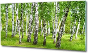 Foto obraz szkło hartowane Brzozowy las