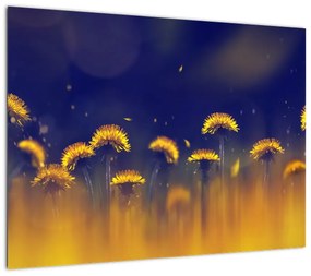 Obraz - Dmuchawce (70x50 cm)