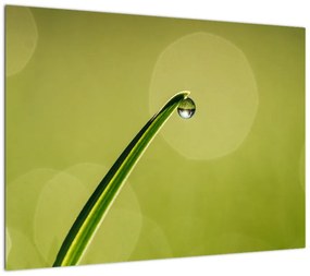 Obraz na szkle - krople wody na trawie (70x50 cm)