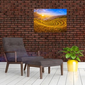 Obraz - Pole ryżowe w Wietnamie (70x50 cm)