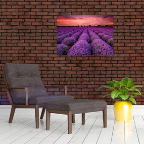 Obraz na szkle - Pole lawendy (70x50 cm)
