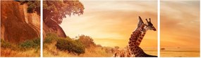 Obraz - Żyrafy w Afryce (170x50 cm)