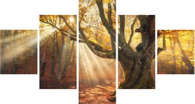 Obraz - Jesienny świt (125x70 cm)
