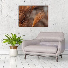 Obraz - Kortaderia (70x50 cm)