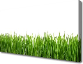 Zdjęcie na płótnie Soczysta Zielona Trawa