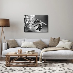 Obraz na szkle - Szczegół pszczoły (70x50 cm)