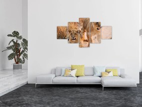Obraz lwiątek (125x70 cm)