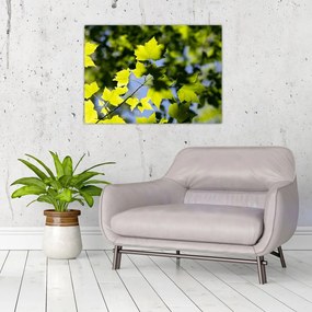 Obraz na szkle - liście klonu (70x50 cm)