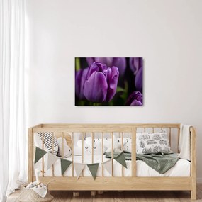 Obraz kwiatów tulipanów (70x50 cm)