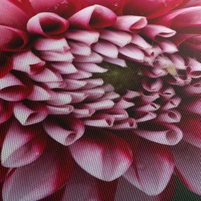 Obraz różowej dalii (125x70 cm)