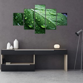 Obraz - Szczegół liścia po deszczu (125x70 cm)