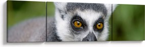Obraz lemura (170x50 cm)