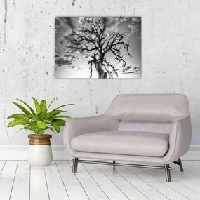 Obraz - Czarno - białe drzewo (70x50 cm)