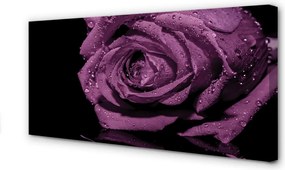 Zdjęcie na płótnie Szlachetna Fioletowa Róża