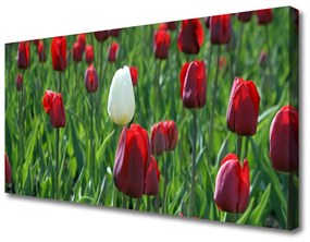 Obraz Canvas Tulipany Kwiaty Natura