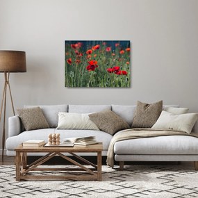 Obraz na szkle - Łąka z makami (70x50 cm)