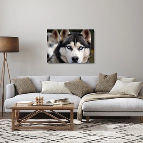 Obraz na szkle - pies husky (70x50 cm)