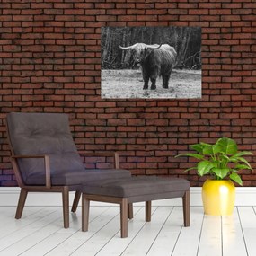 Obraz na szkle - Szkocka krowa (70x50 cm)
