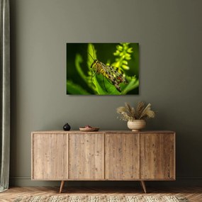 Obraz na szkle - owad (70x50 cm)