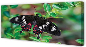 Obraz canvas na ścianę Liście i Kolorowy Motyl