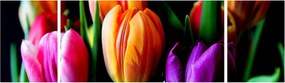 Obraz tulipanów na czarnym tle (170x50 cm)