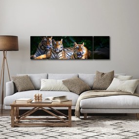 Obraz - Tygrysi Bracia (170x50 cm)