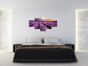 Obraz - Pole lawendy o zachodzie słońca (125x70 cm)