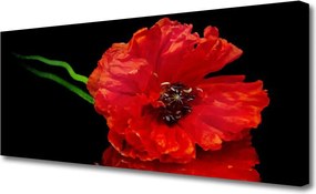 Obraz canvas Samotny Mak w Polu