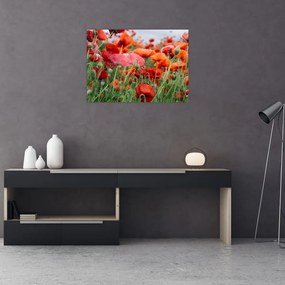 Obraz na szkle pola maków (70x50 cm)