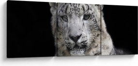 Obraz - Snow Leopard (z zegarem) (90x30 cm)