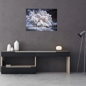 Obraz - Śnieżnobiałe drzewo (70x50 cm)