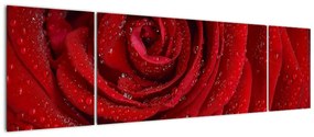 Obraz - szczegół róży (170x50 cm)
