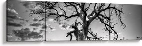 Obraz - Czarno - białe drzewo (170x50 cm)