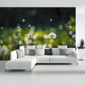Fototapeta - Dmuchawce (196x136 cm)