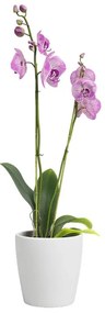 Ceramiczna doniczka ø 14 cm Thalia – Artevasi
