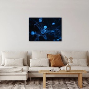 Obraz - Meduza (70x50 cm)