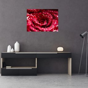 Obraz na szkle - czerwony kwiat róży (70x50 cm)