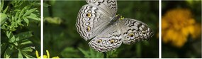Obraz - biały motyl (170x50 cm)