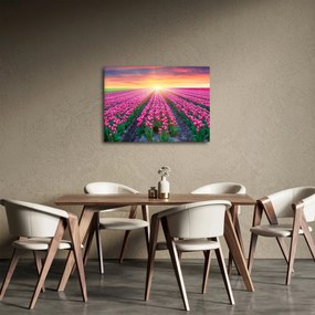 Obraz pole tulipanów ze słońcem (70x50 cm)