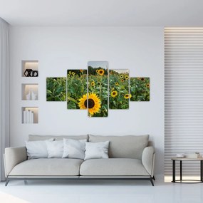 Obraz - Sunflower Field II. (125x70 cm)