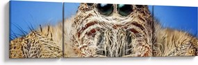 Obraz szczegółu pająka (170x50 cm)