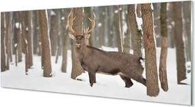 Panel nad Blat Kuchenny Zimowy Trop Jelenia w Lesie